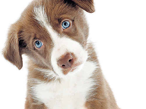 Outrage over brutal killing of pup