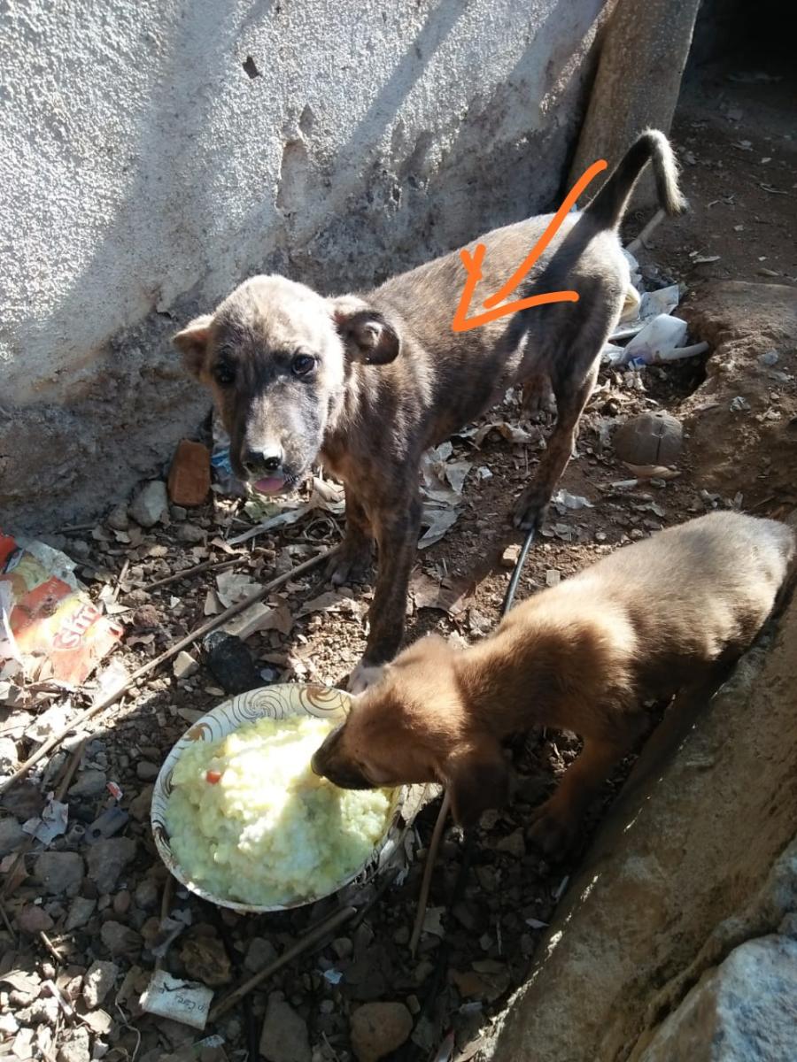 Cops collect evidence in dog-killing case