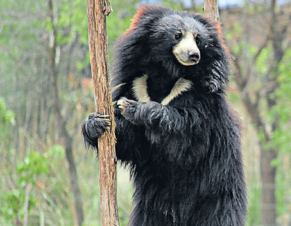 Sloth bear kills an army personnel in Kota
