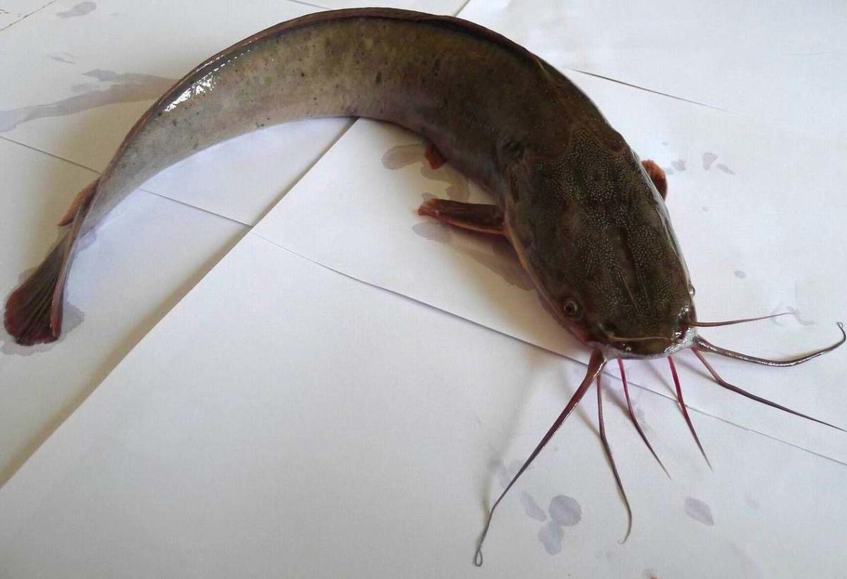 NGT orders status quo on catfish breeding in Karnataka
