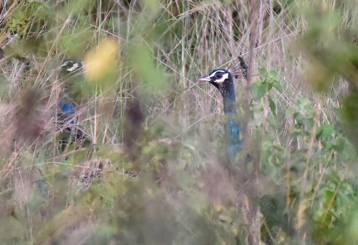 Poachers target eggs of BU's peacock population