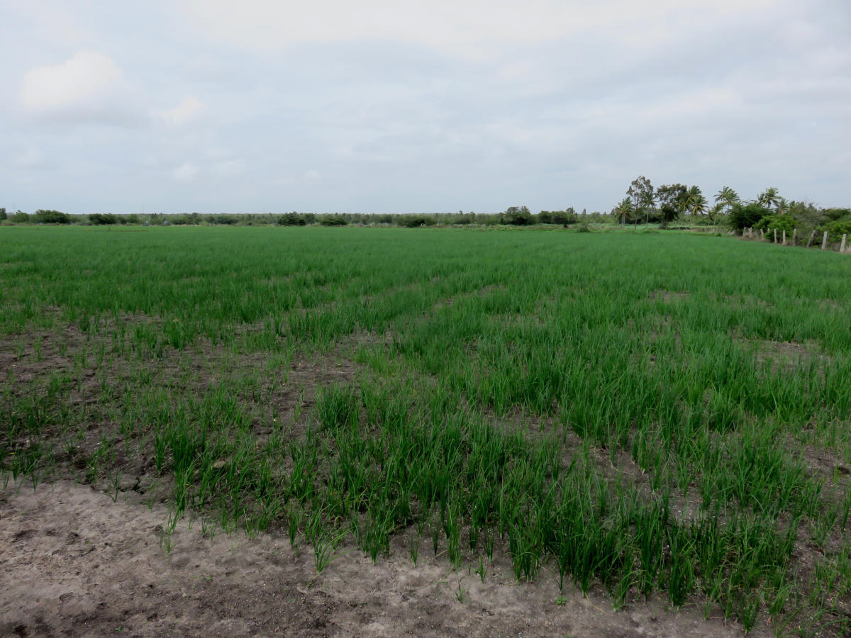 ‘Protect Amrut Mahal Kaval’