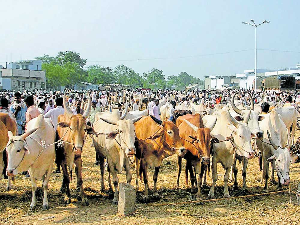 Illegal cattle transport stopped at two places in state
