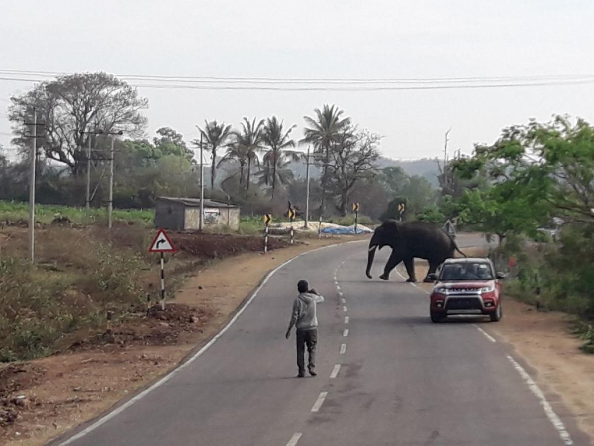 State to SC: Trying to create smooth animal corridors
