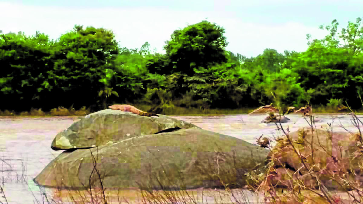 Crocs create panic in Ramanathapura