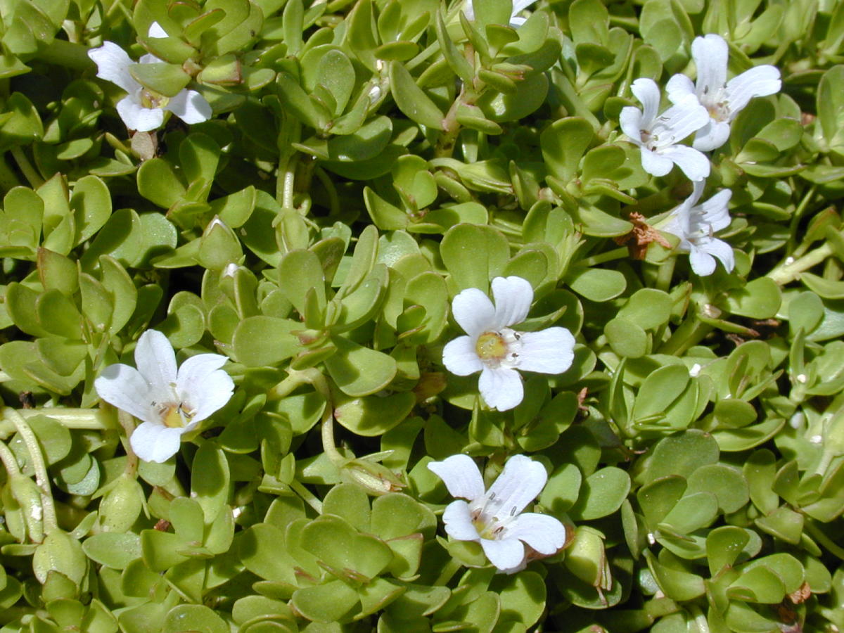 Try Ayurvedic herbs for memory boost