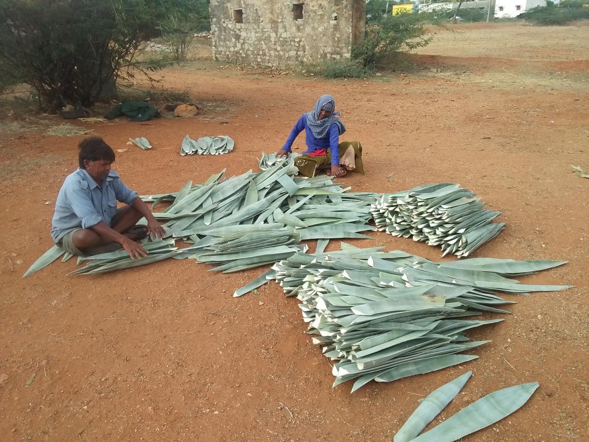 Roping in agave fibre