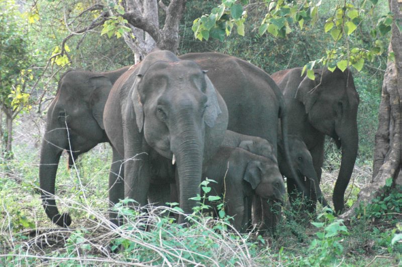 The buzz that scares elephants away!
