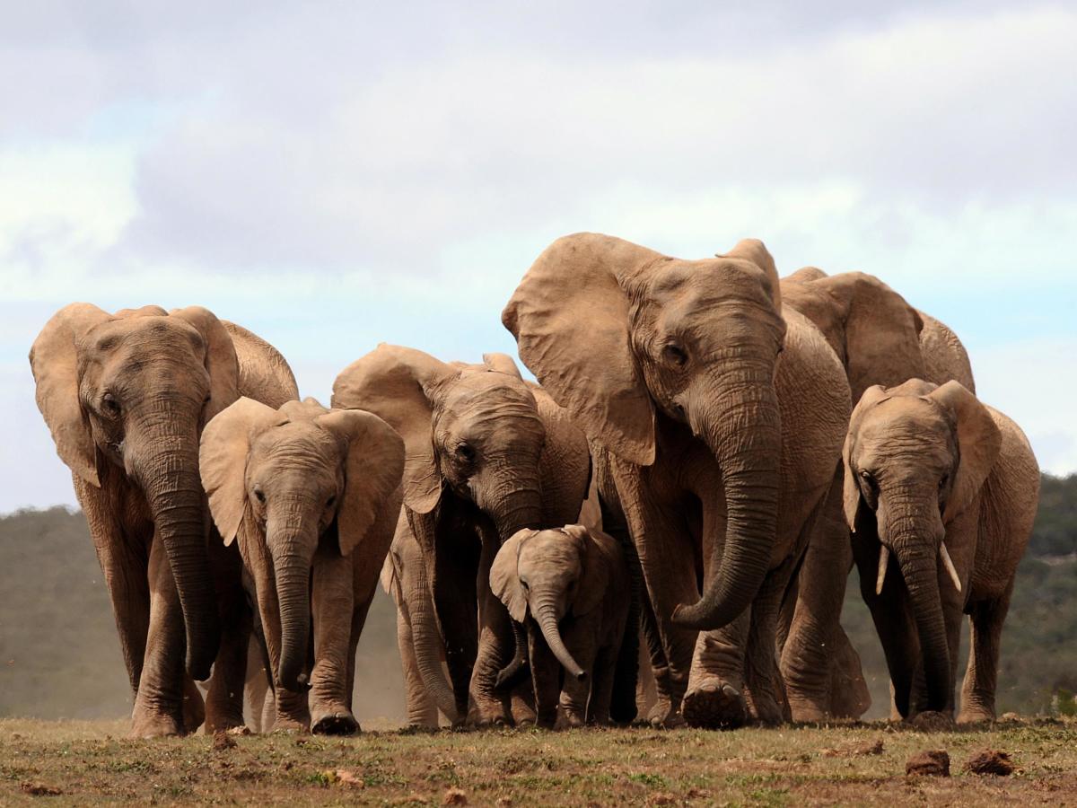 Can temples keep jumbos: HC asks TN