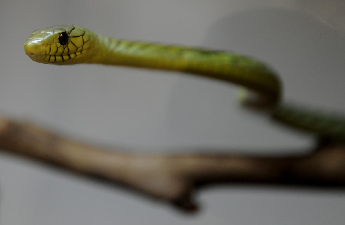 Green mamba scare in Prague