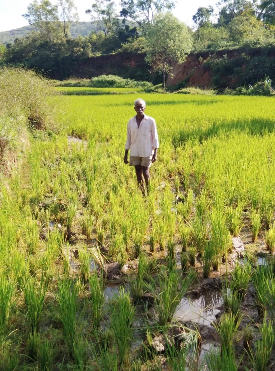 Elephants damage crops at Moolarahalli