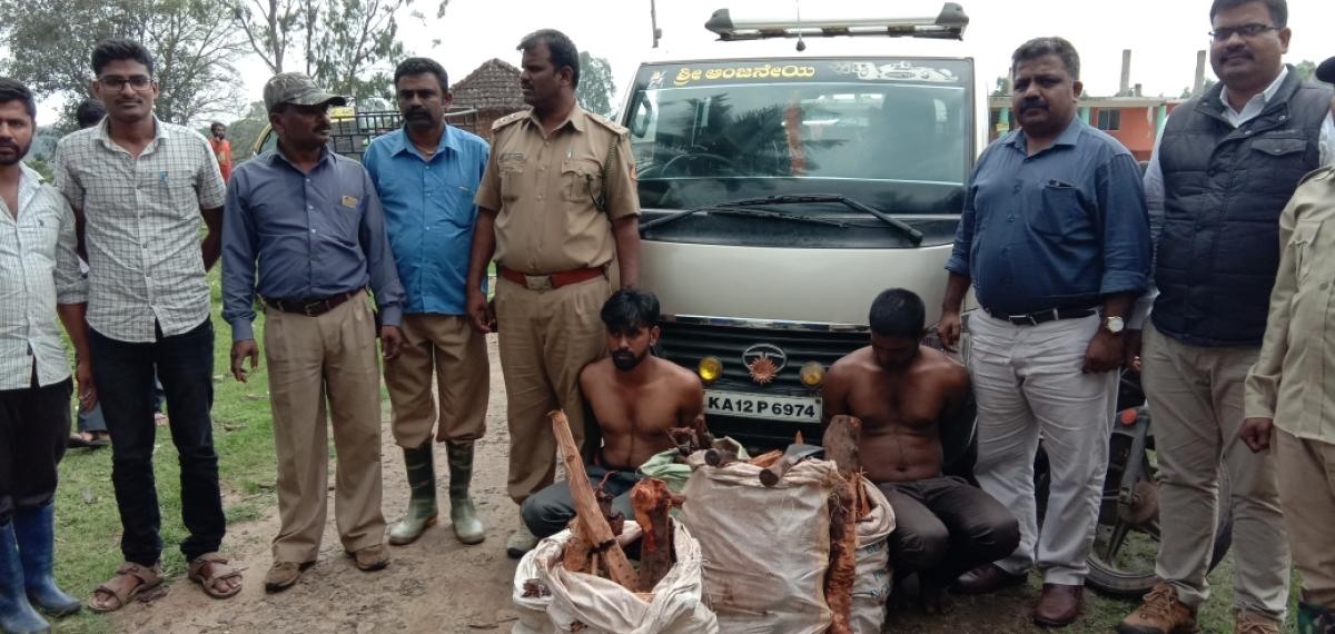 Rs 10L sandalwood seized; 2 held