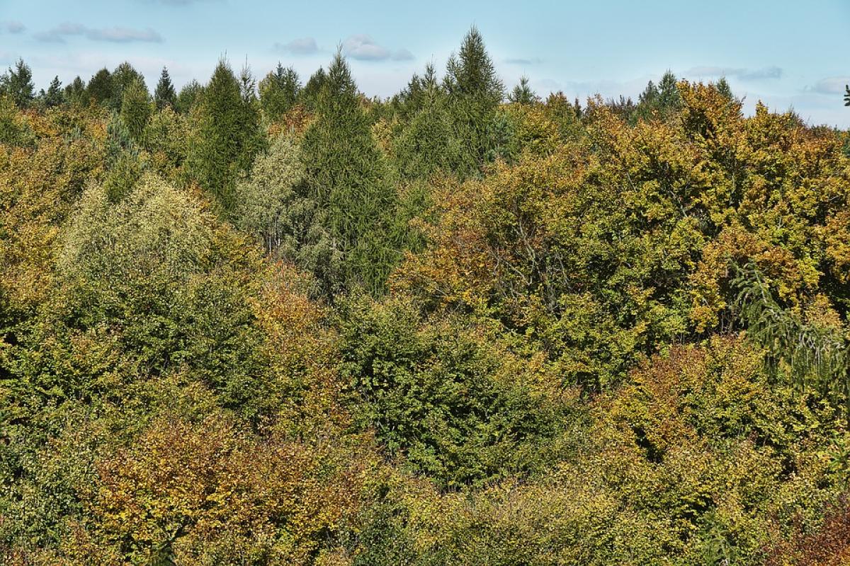 A month after clearance, forest dept yet to get land