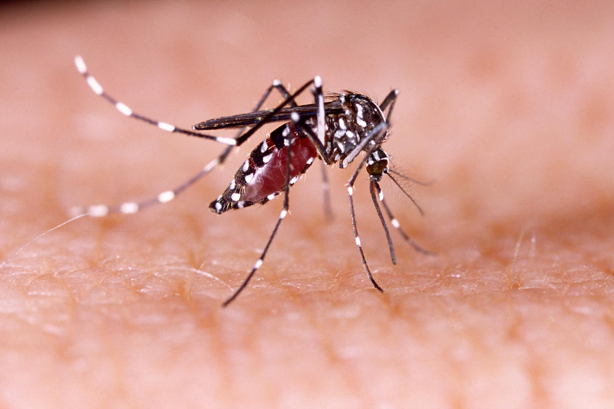 Contain Zika virus in Jaipur