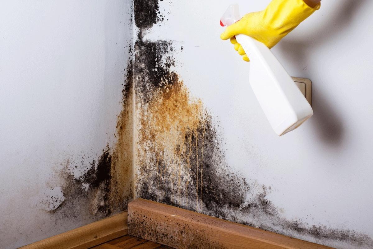 Big damp: keeping homes dry and safe