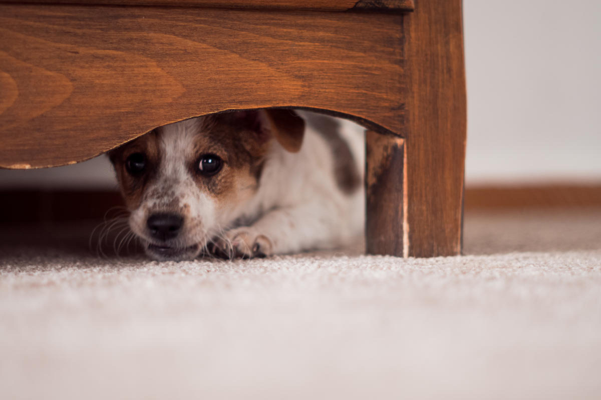In cracker season, vets treat panicky dogs