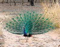 A ray of hope for National Bird