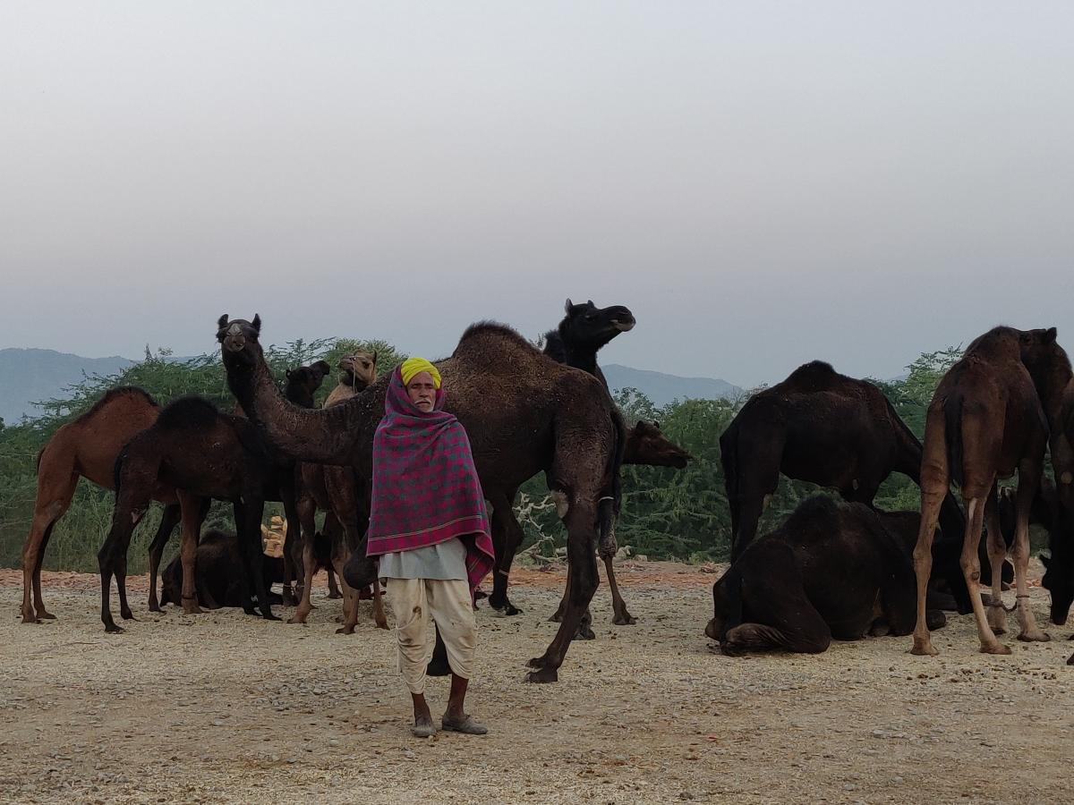 Camel fair: Concrete bothers ships of desert; sales dip
