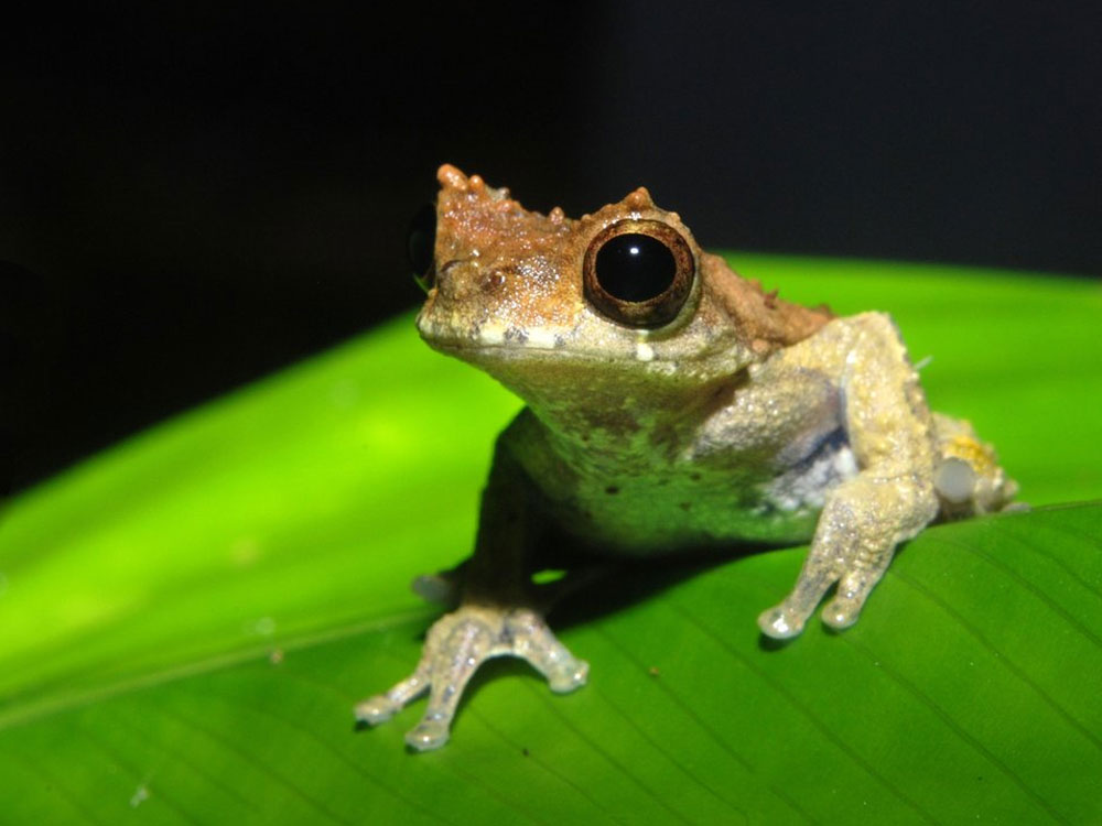 Students using sweat of Frogs to get a high