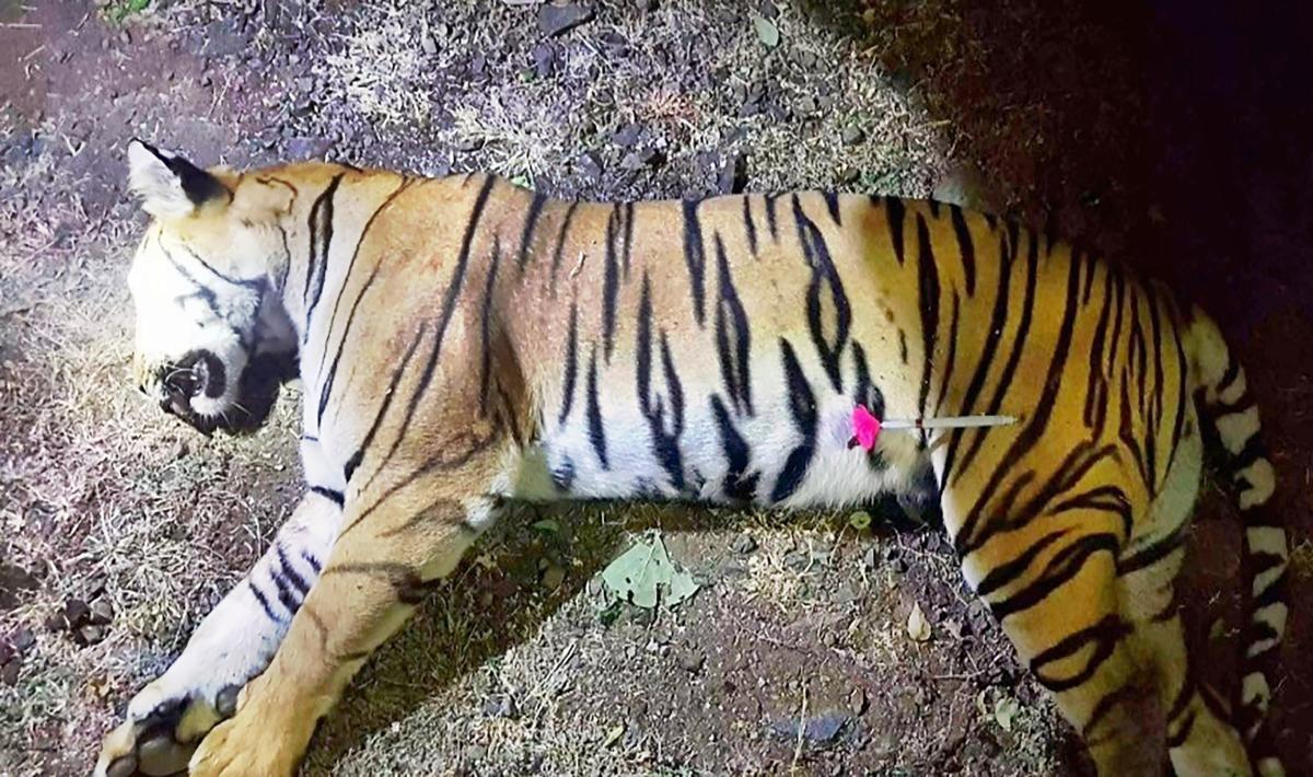 Tigress found dead in Lakkavalli range of Bhadra Tiger Reserve