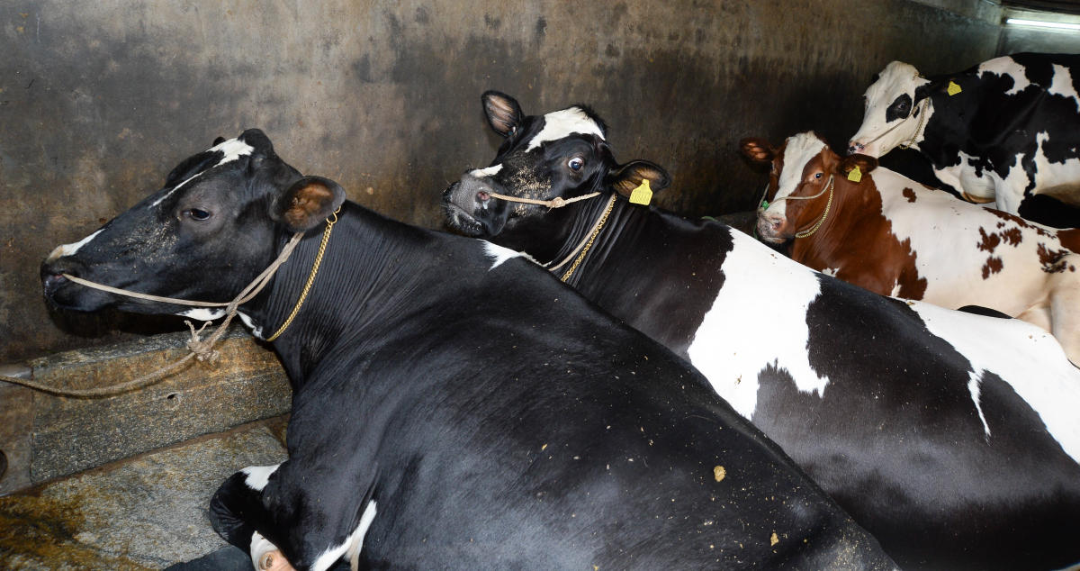 Don't sacrifice prohibited animals, says Darul Uloom