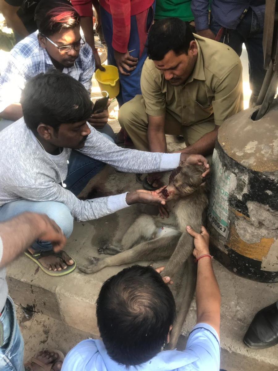 Denied golden hour medical care, macaque dies