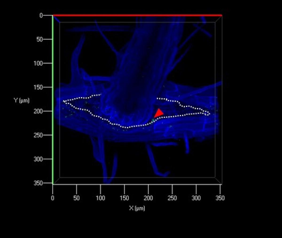 ‘Bacteria can infect plants at a very early stage’