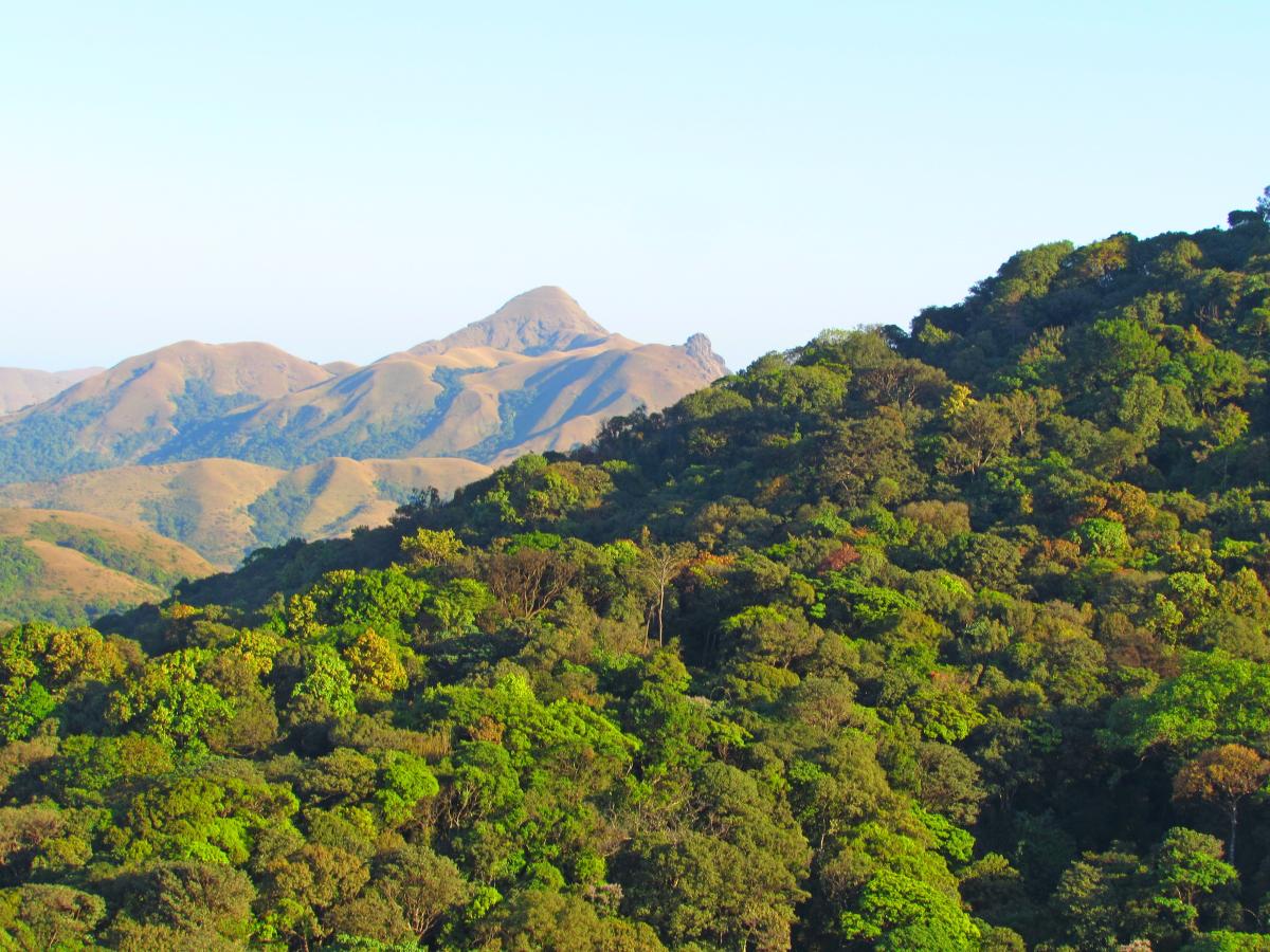 Revenue status for forest: Karnataka to move SC