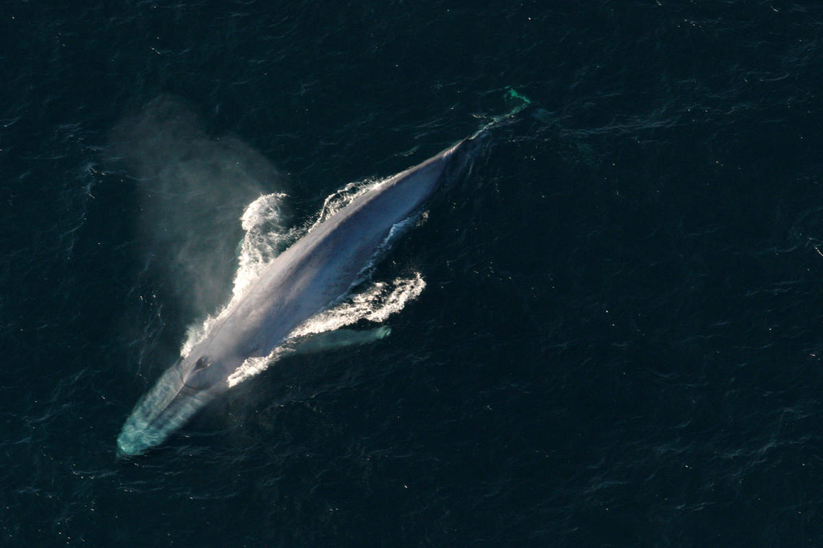 'For some whales, sonar may provoke suicidal behaviour'