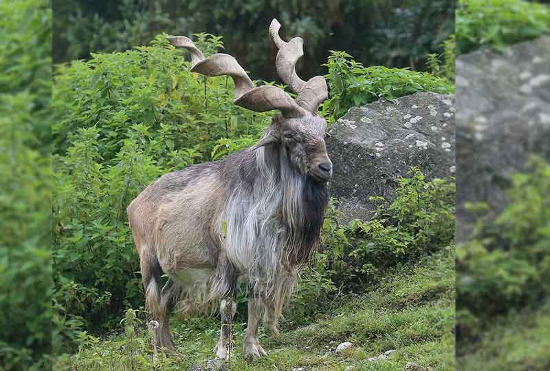 US national pays $110K to hunt Pak national animal