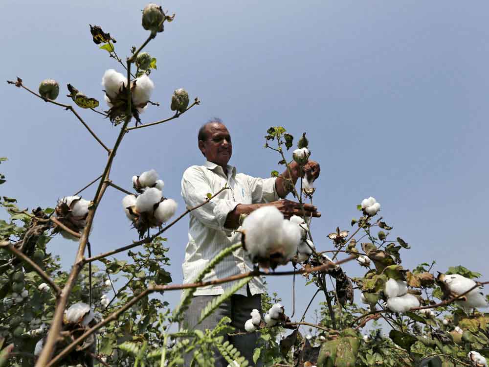 New findings give body blow to anti-GM campaign
