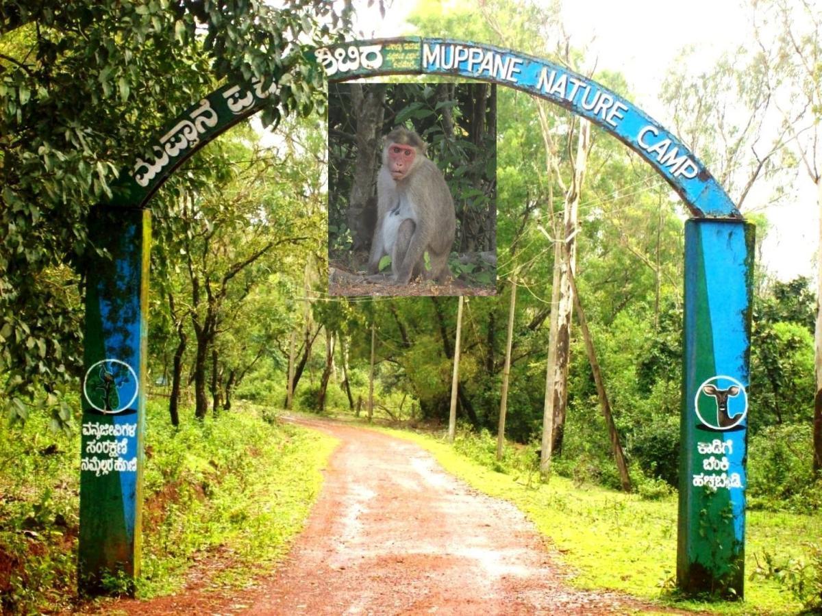 Monkey fever scare at Kasargod too