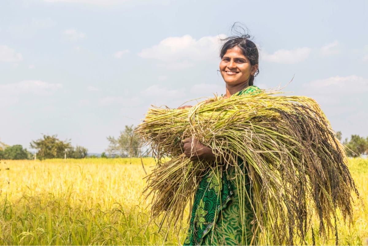 Keepers of  paddy heritage