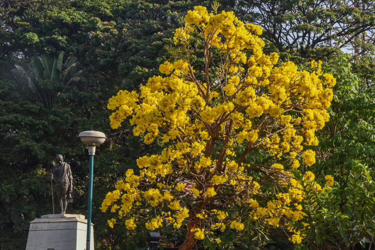 Bengalureans lament destruction of green cover