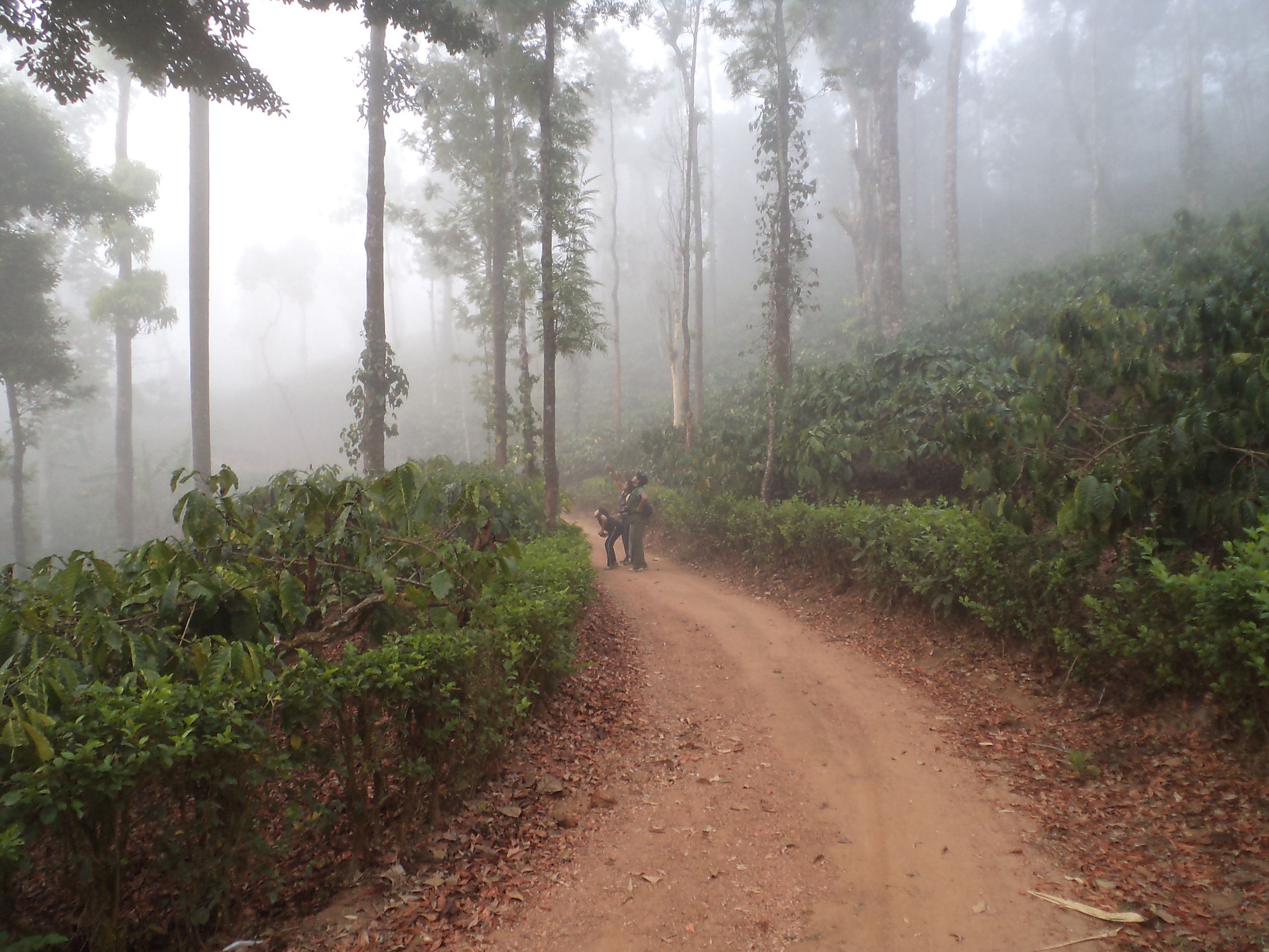 Lovely roads to sylvan Sakleshpur