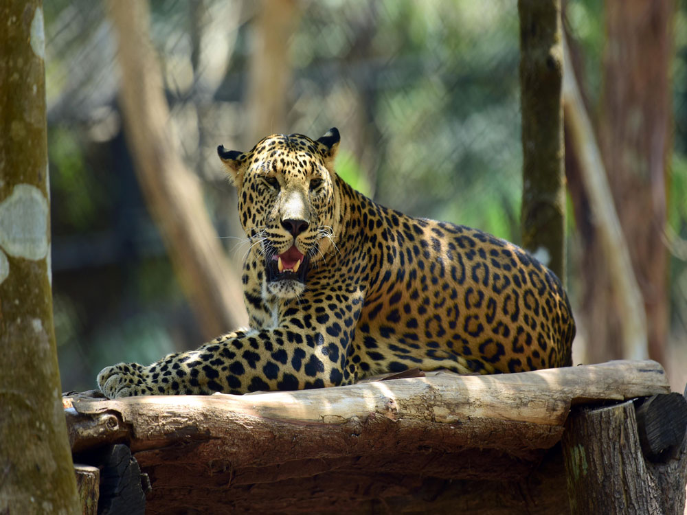 Leopard attacks two farmers in Tumakuru district