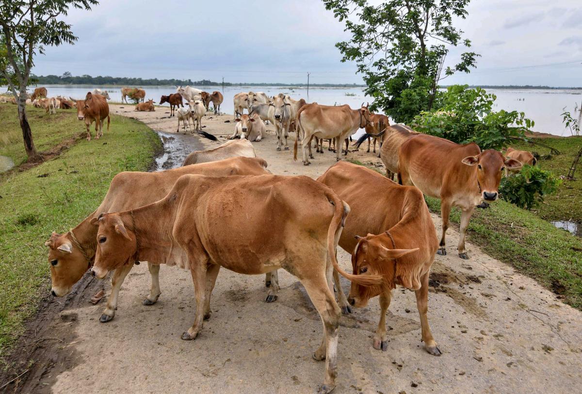 AAP scrap auction of cattle fairs to pvt contractors