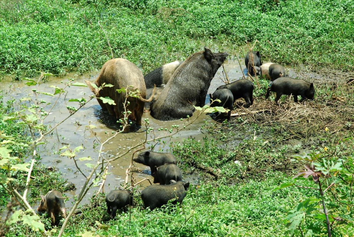 Lake in Chikkamagaluru on the verge of extinction