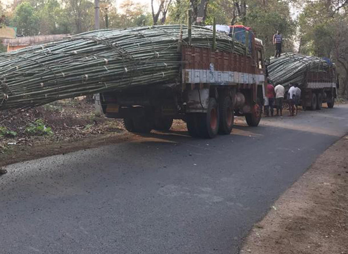 Greens demand revoking permission to fell bamboo culms