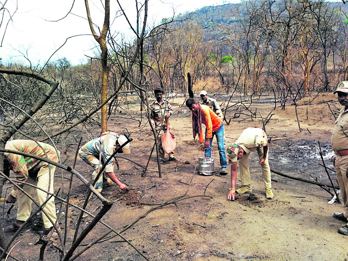 Seeds sown for vegetation revival at Bandipur region