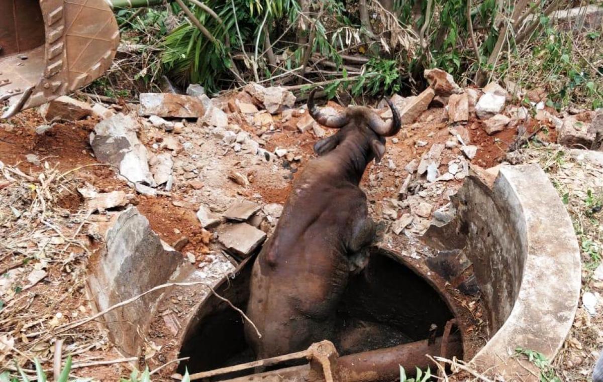 Bison falls into gobar gas pit, injures two