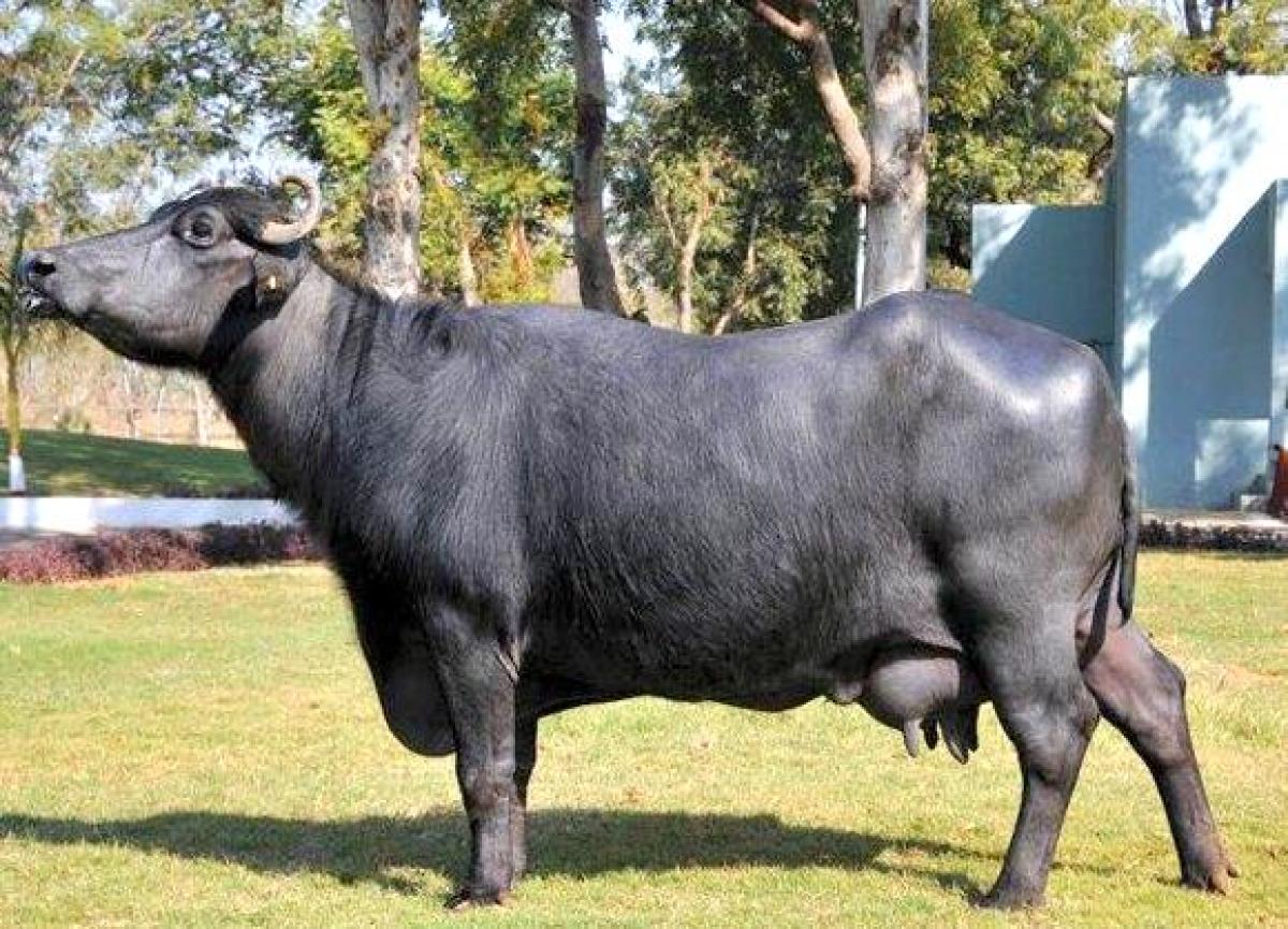 NDDB scientists crack buffalo genome code