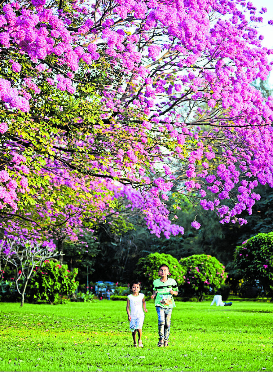 Why neighbourhood parks are vital to biodiversity 