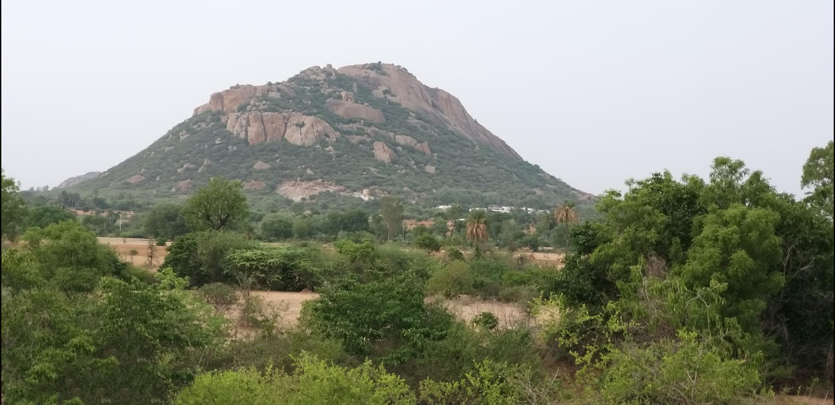 People join hands to dot the hills green