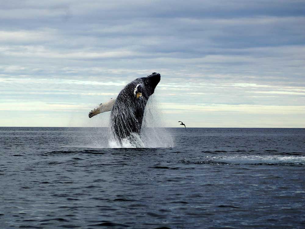 Whale dies in Philippines with 40 kg plastic in stomach