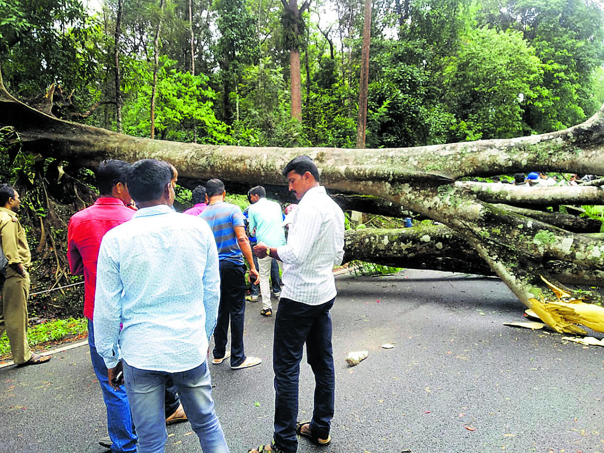 Rain in Malnad