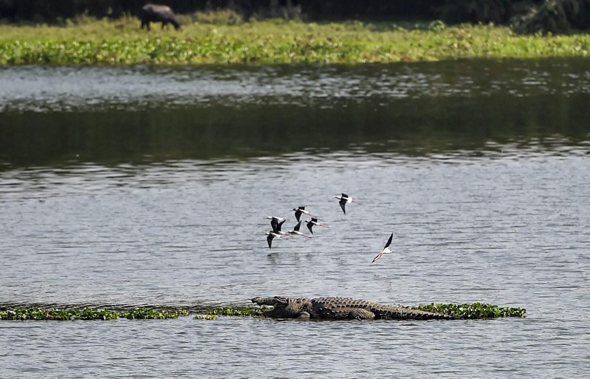Man feared swallowed by crocodile returns home