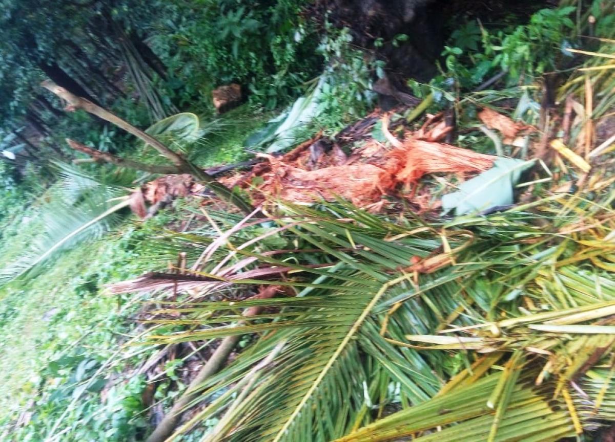 Elephants destroy crops in villages