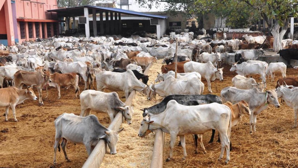 Hundreds of bovines die in UP cow shelters