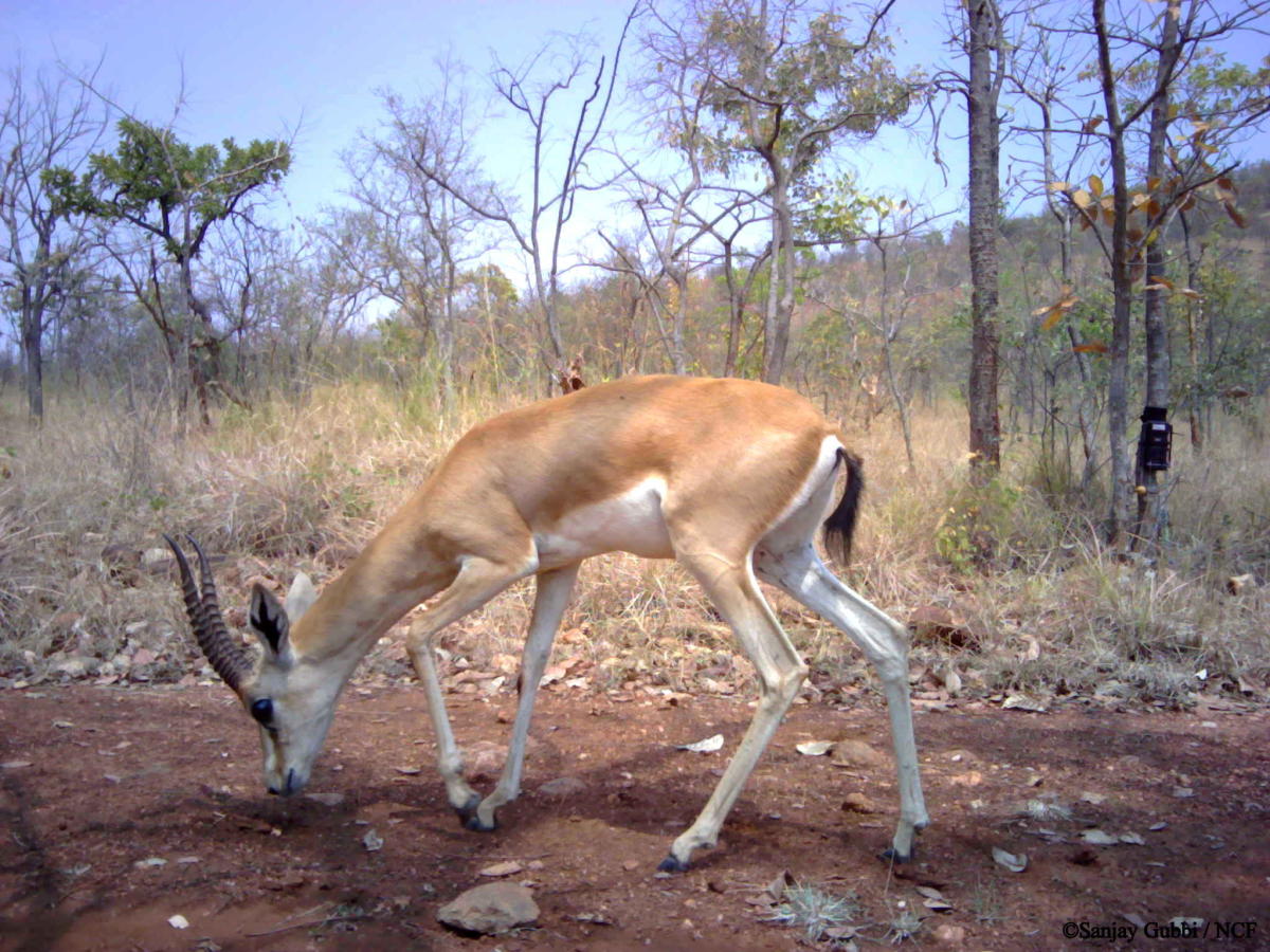 Didn't just stick to leopards, found off-beat species 